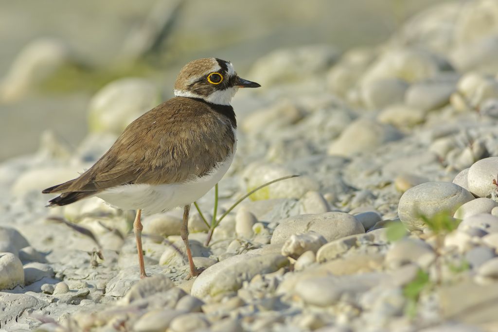 Corriere piccolo  (Charadrius dubius)